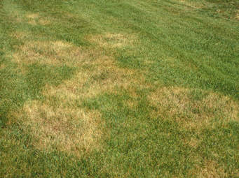 Wet Weather Diseases